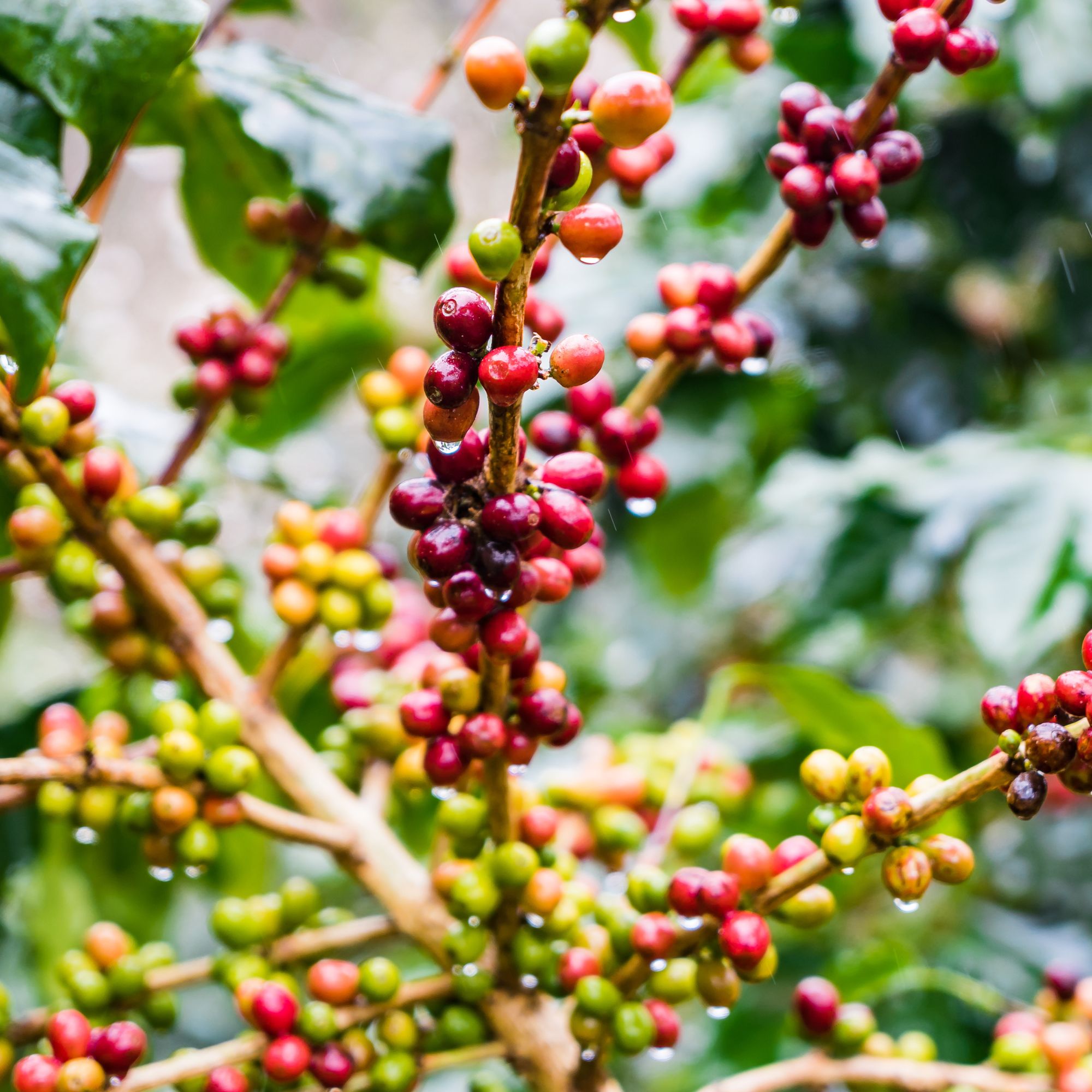 Coffee Seeds - Coffea Arabica Nana- 1,000 Seed Packet ~1,000 Seeds - Non-GMO - Home, Farm & Gardening Seeds For Planting Online 